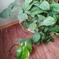 گوش گرگی|گل و گیاه طبیعی|مشهد, شهرآرا|دیوار