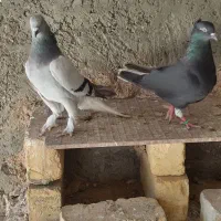 دمسفید|پرنده|خمینی‌شهر, |دیوار