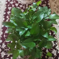 حراج  گل پتوس بزرگ که خونتون سرسبز ودلباز میکنه