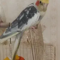 گمشده