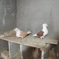 کبوتر