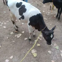 گاو لشه