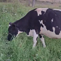 گاو هلشتاین