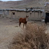 اسب|اسب و تجهیزات اسبسواری|مشهد, موسوی قوچانی|دیوار
