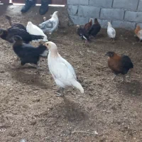 جوجه|حیوانات مزرعه|بجنورد, |دیوار
