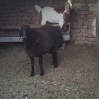 بره نرچاق