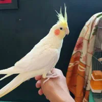 عروس هلندی نر و ماده