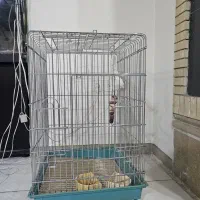 قفس