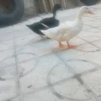 اردک