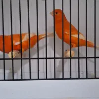 قناری رنگی اورجینال