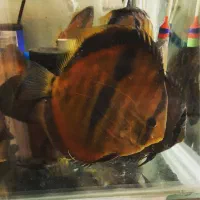 گله هکل و ایکا رد