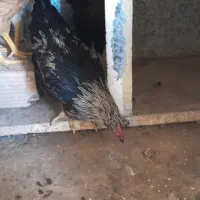 دو عدد جوجه خروس