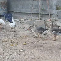 غاز محلی