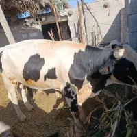 گوساله نره