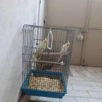 عروس|پرنده|رشت, حمیدیان|دیوار