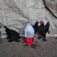 خروس مرندی و ابریشمی