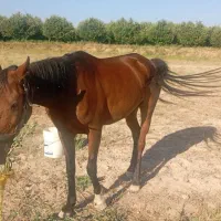 اسب|اسب و تجهیزات اسب‌سواری|مراغه, |دیوار