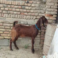 بزداشتی