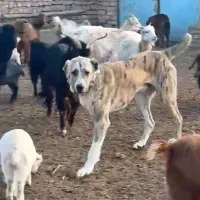 توله سگ خراسانی