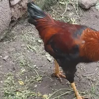 خروس دورگ جوان