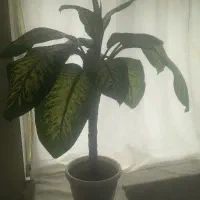 گل دیفین باخیا-حرفه ای-تضمینی