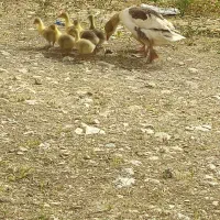 جوجه غاز
