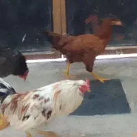 دو خروس و یه مرغ جوان