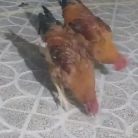 خروس نژاد دار