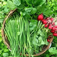 سبزی باغی تره و ریحان