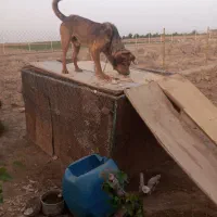 واگذاری سگ
