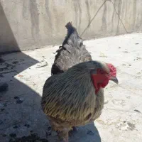 تخم نطفه دار برهما