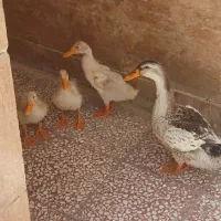 اردک