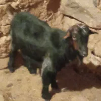 بزغاله نر