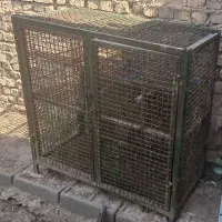 تور مرغی یا کبوتر
