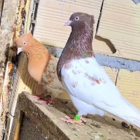 کبوتر کله ای