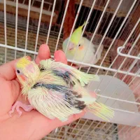 فروش جفت دوکت لوتینو مولد