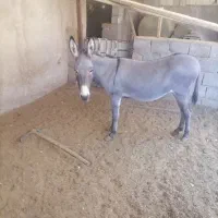 الاغ ماده
