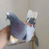 کفتر پرشی نر ابلغ
