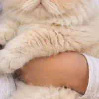 گربه پرشین سفید
