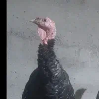 بوقلمون کرچ جوان