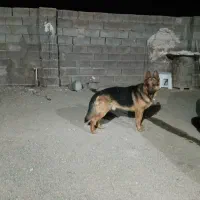 سگ ژرمن