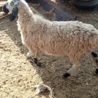 6عددمیش