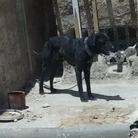سگ نگهبان بادیگارد و حرف گوش کن