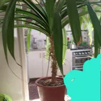 گل و گیاه|گل و گیاه طبیعی|محمدشهر, جعفرآباد|دیوار