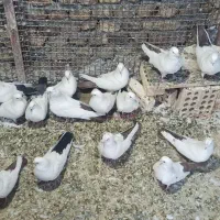 کبوتر، کفتر ، دمبی، تک دم