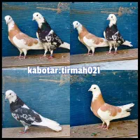 کفتر کبوتر شازده زرد سرور همه یک سو نسل دولاب قدیم