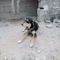 سگ دورگ ژرمن ماده