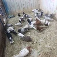 رنگی و دورگ