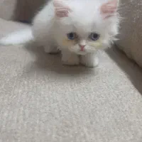 بچه گربه دوماهه پرشین