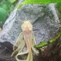 ماهی کت پوزه بوته ای باله بلند جفت۱۳ سانت